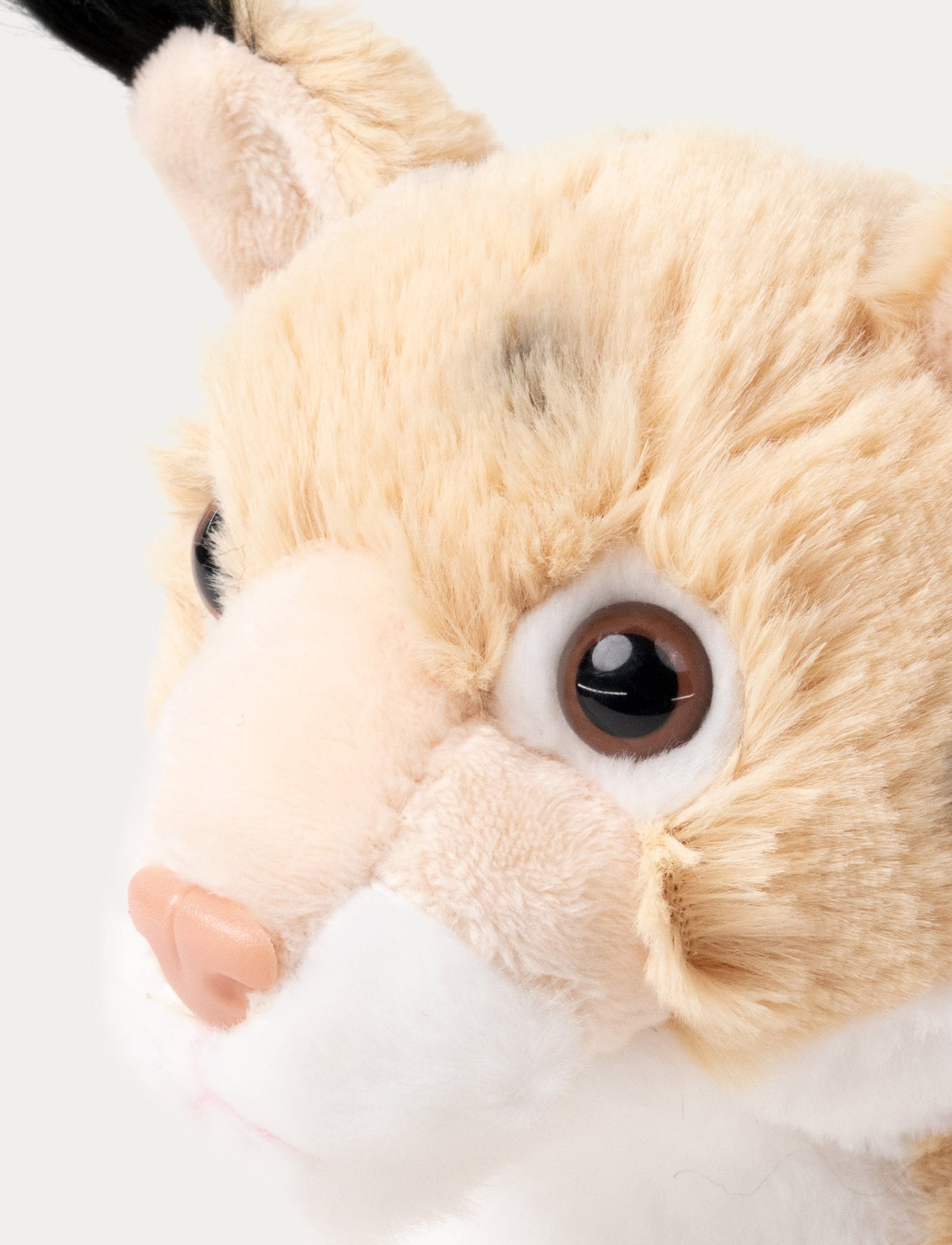 Teddy Forest, Lodjur