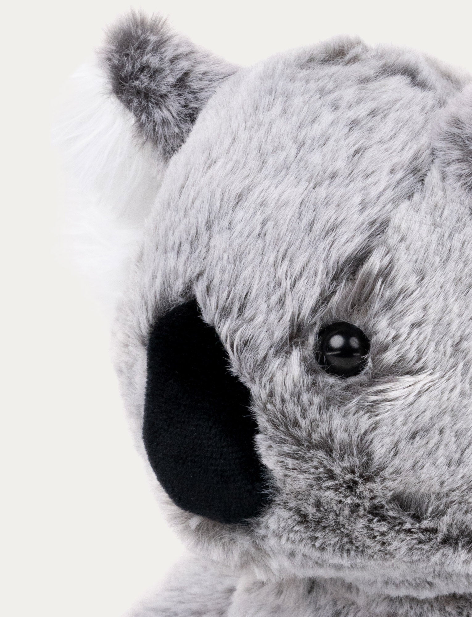 Image of Teddy Wild, Koala