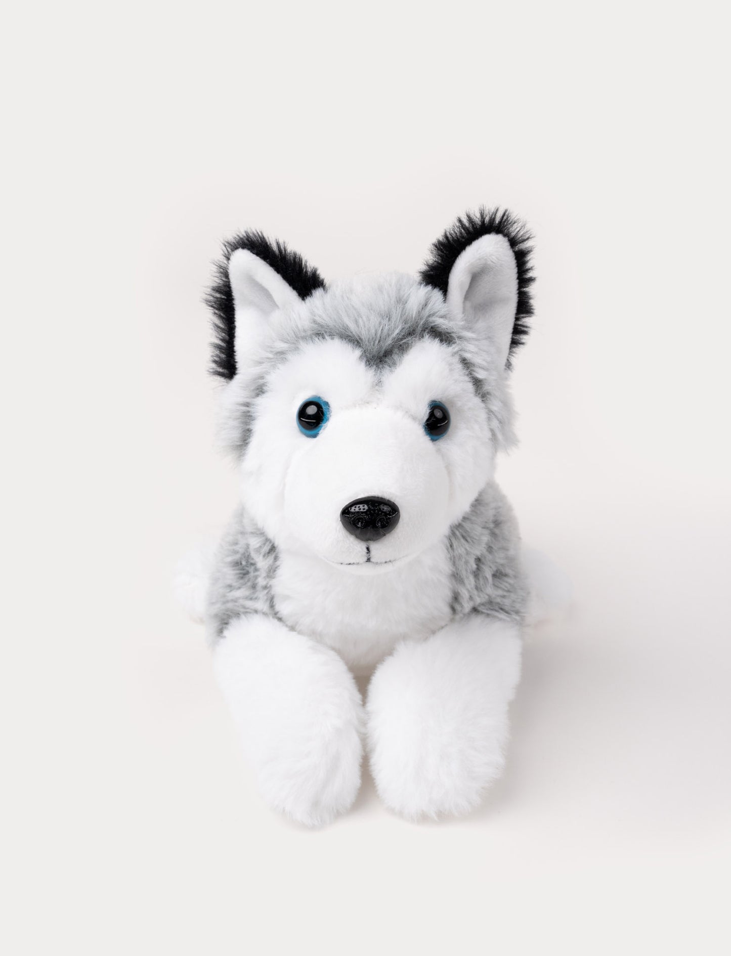 A husky with soft two-toned fur in grey & white, and bright blue eyes