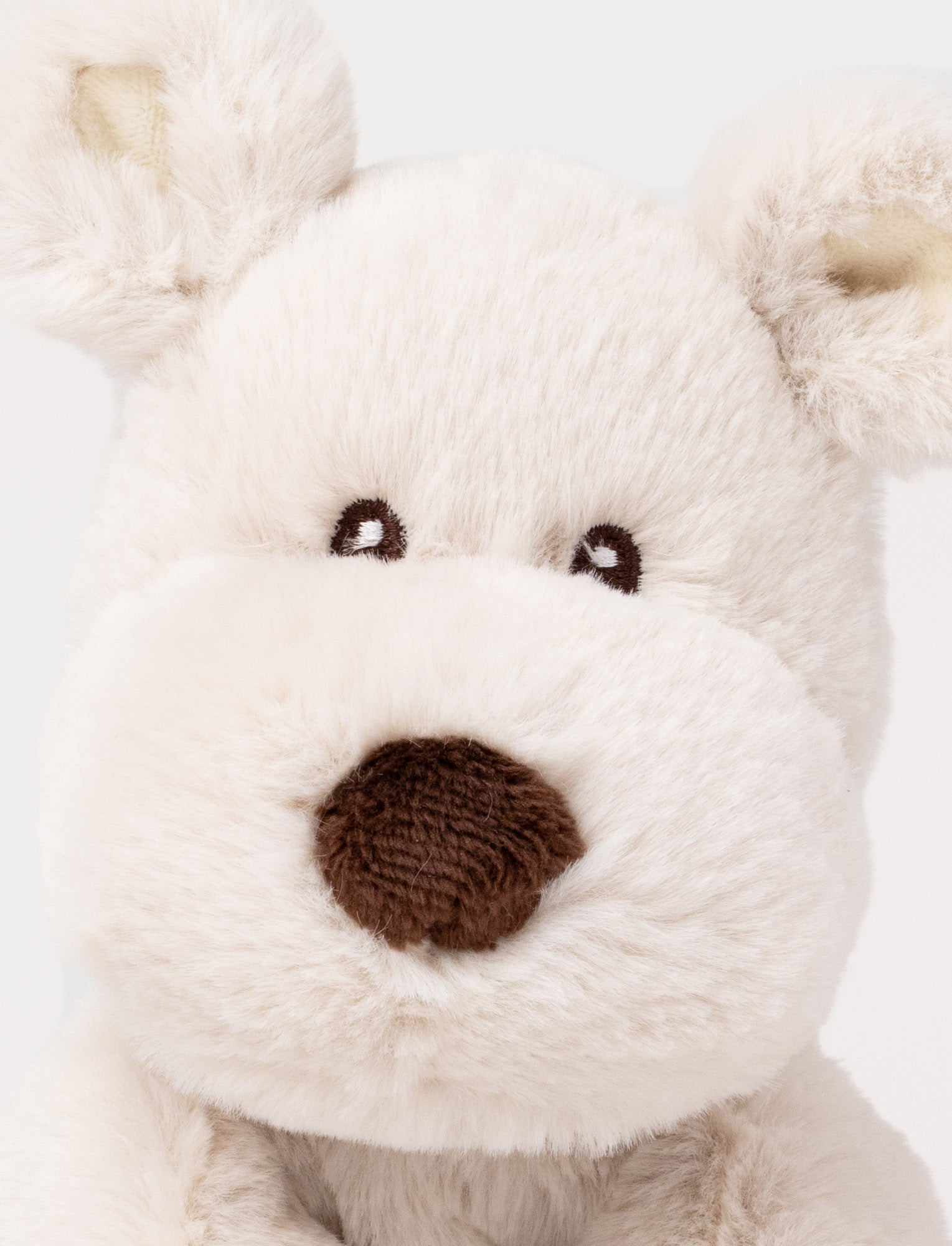 Image of Teddy Mocca, Dog, Small