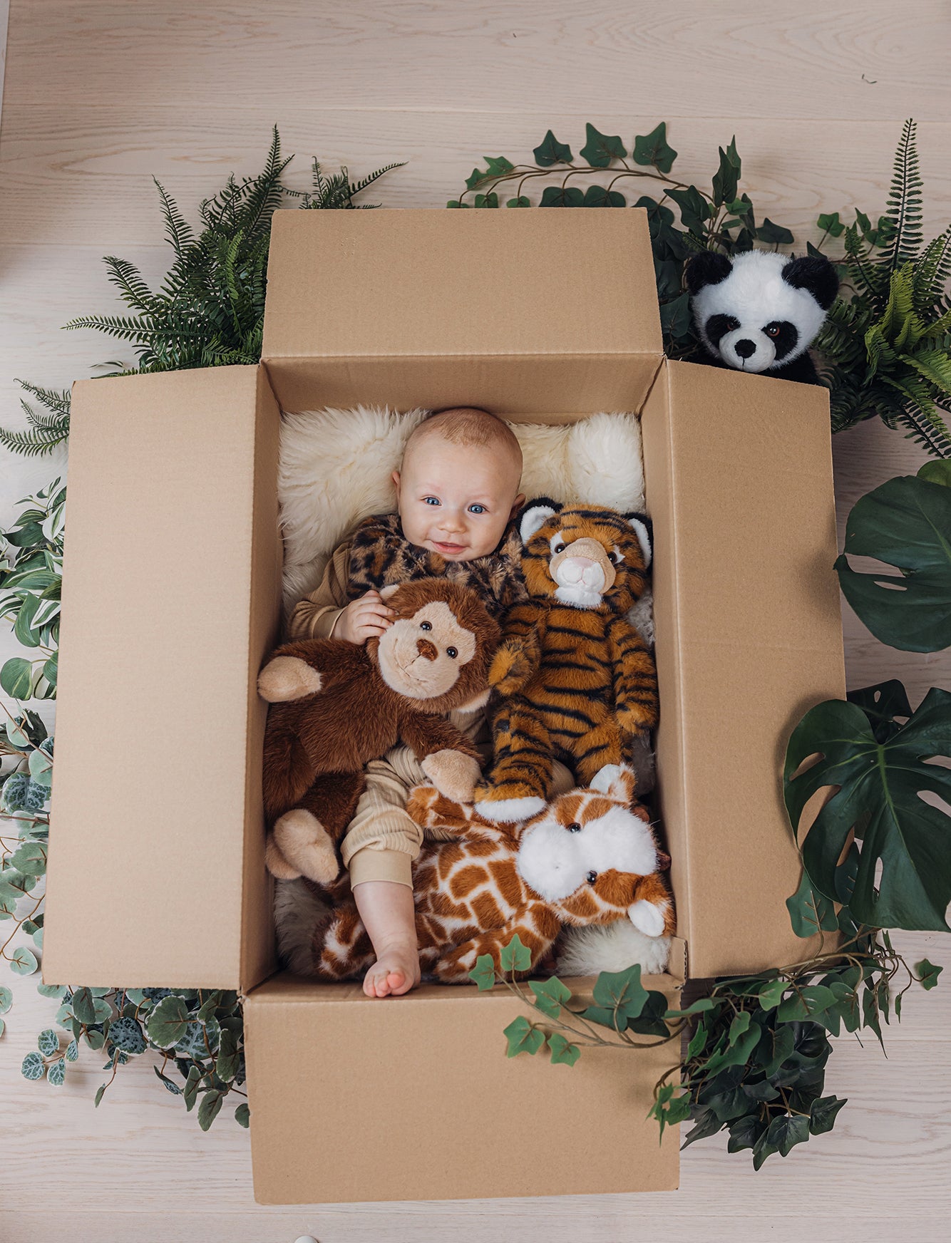 Teddy Wild, Monkey