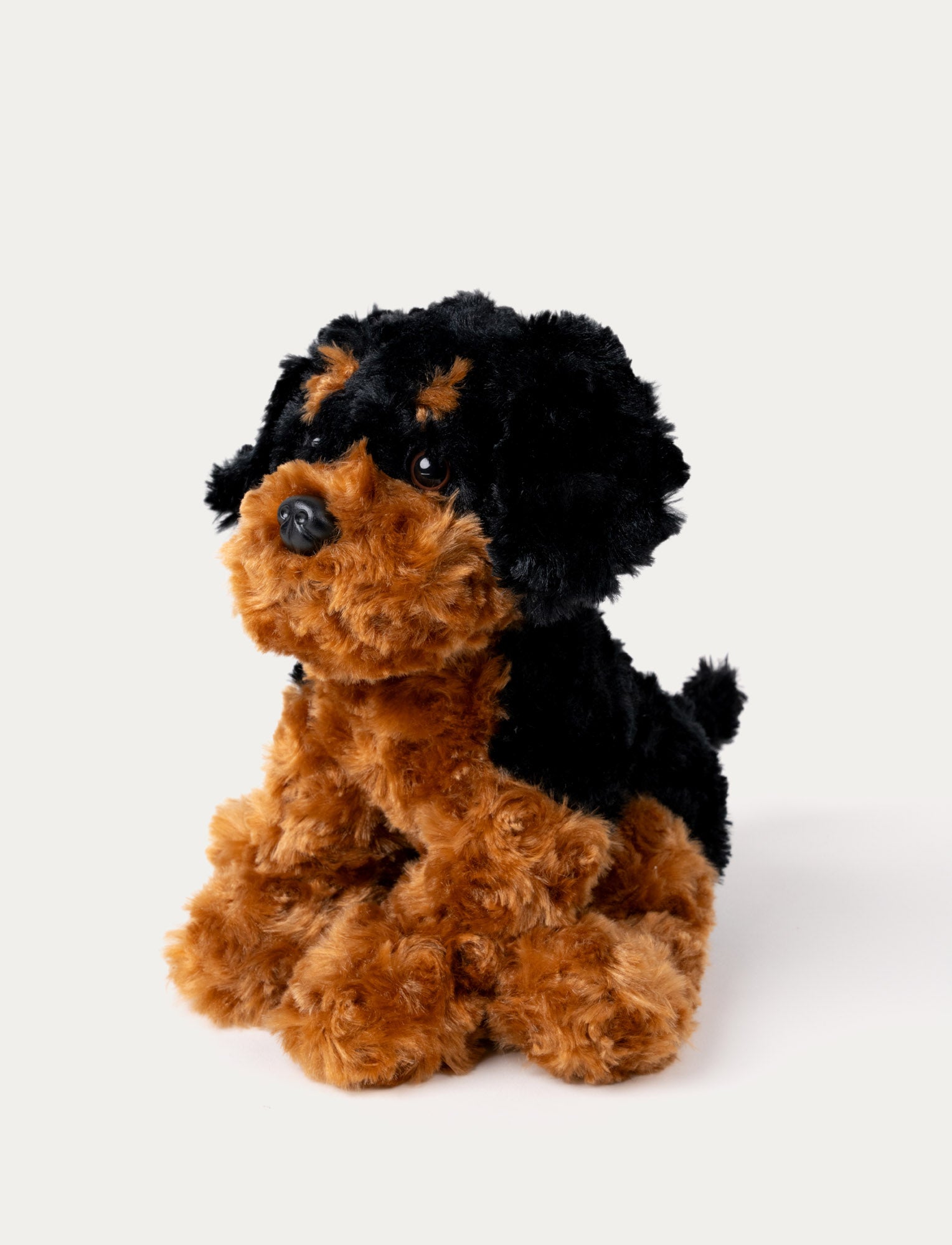  Image of Teddy Dogs, Hund