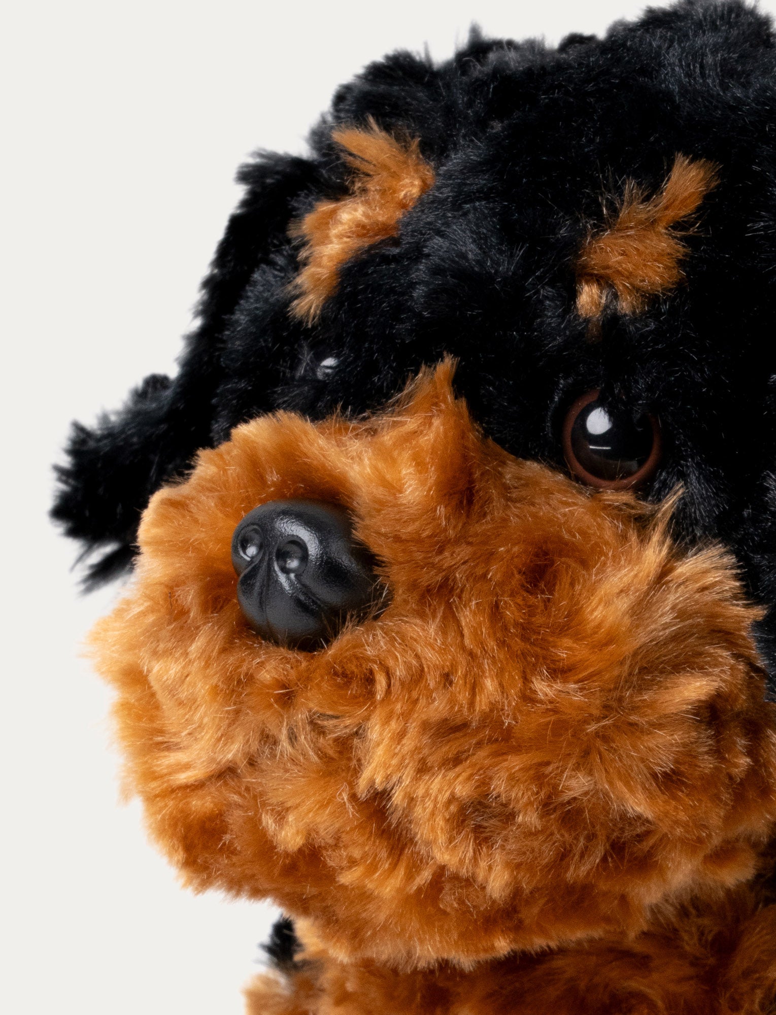  Image of Teddy Dogs, Hund
