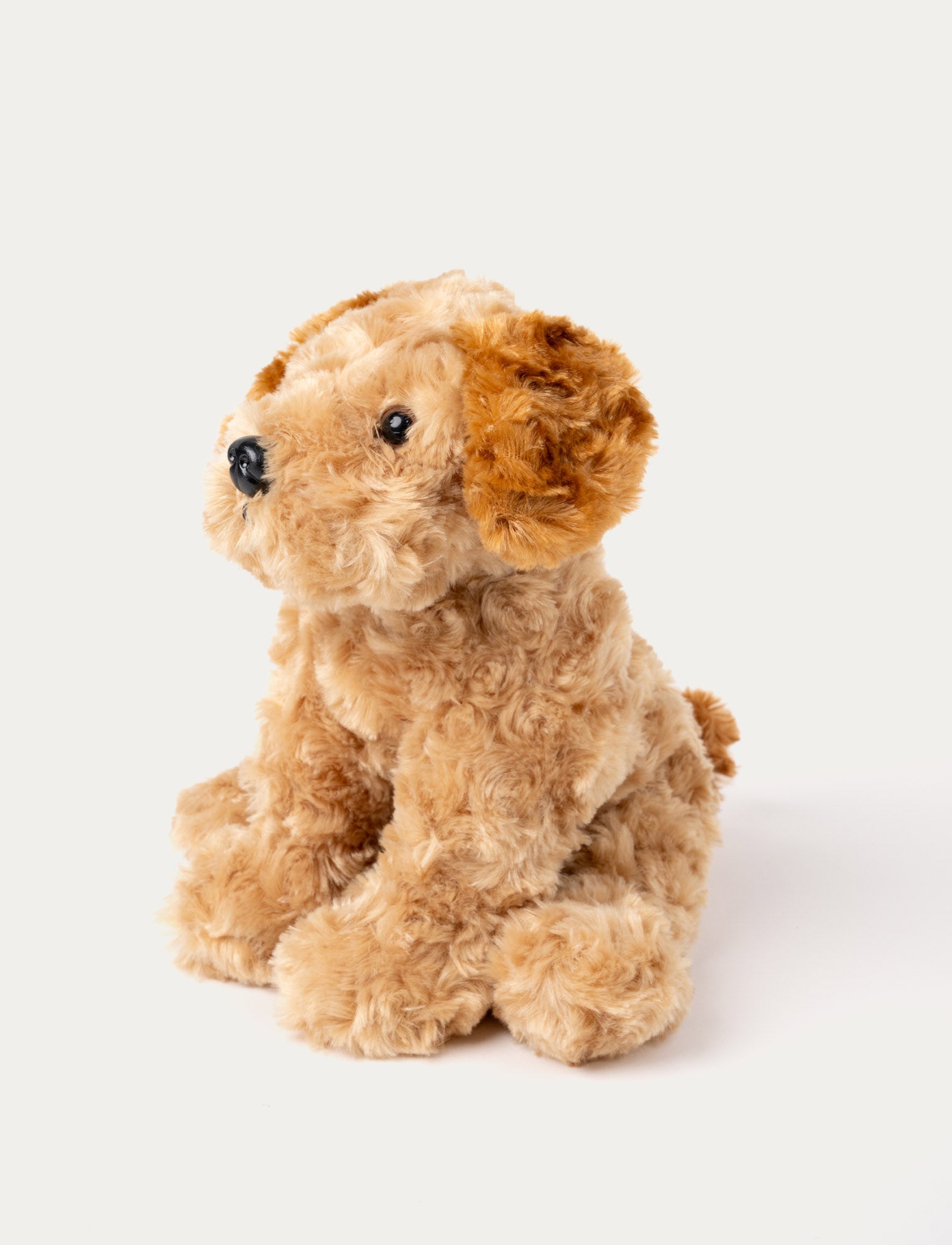  Image of Teddy Dogs, Hund
