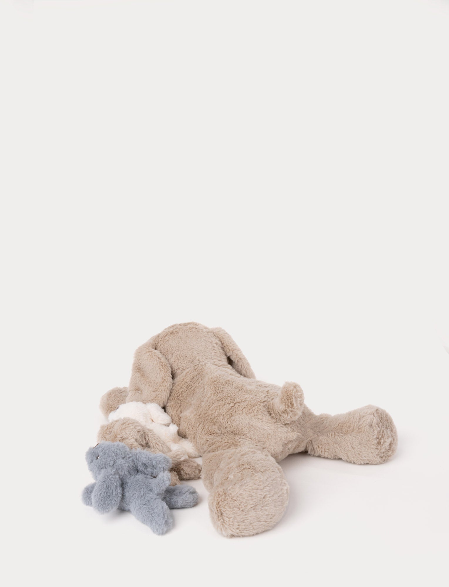  Image of Dog with Puppies