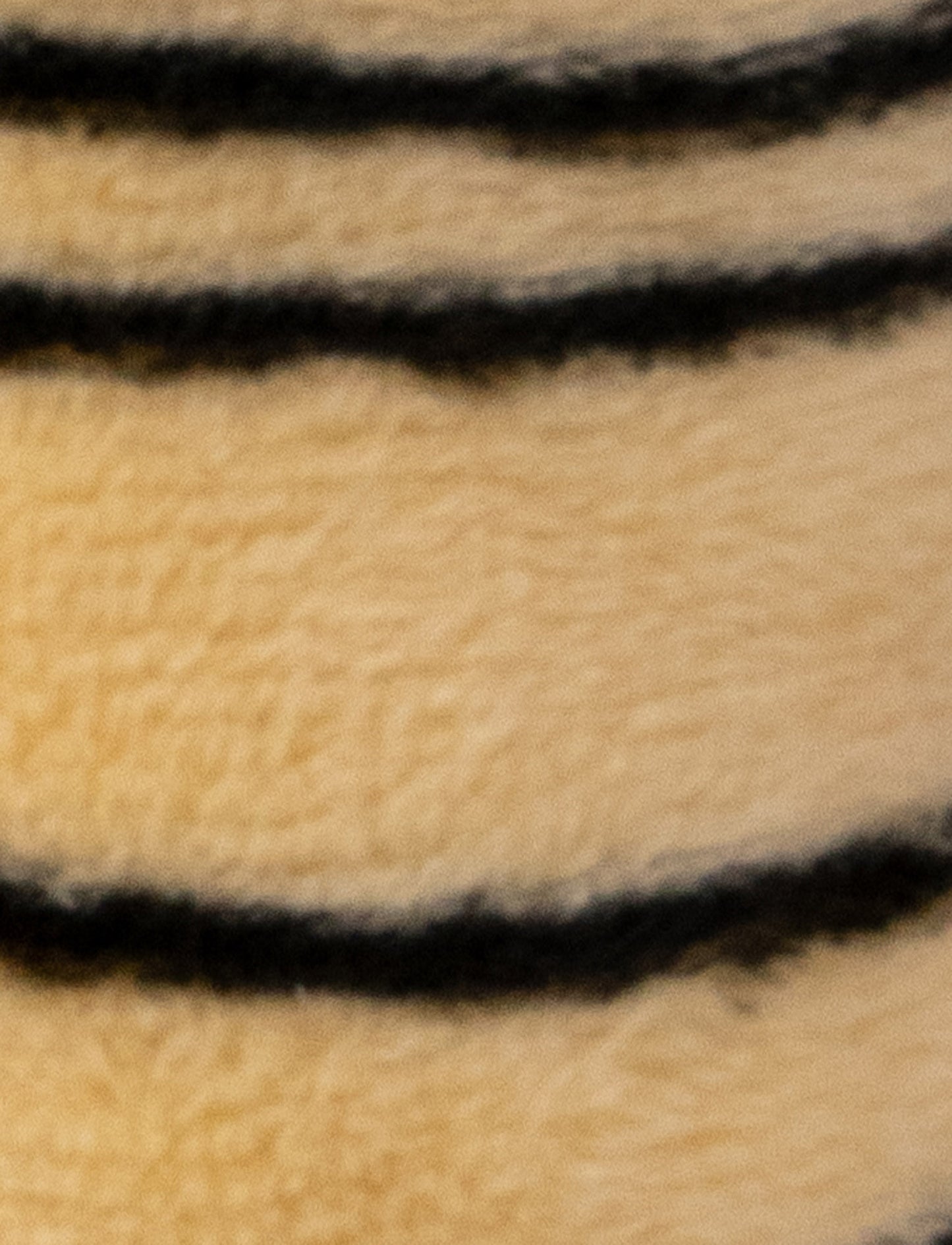 Diinglisar, Rattle, Tiger