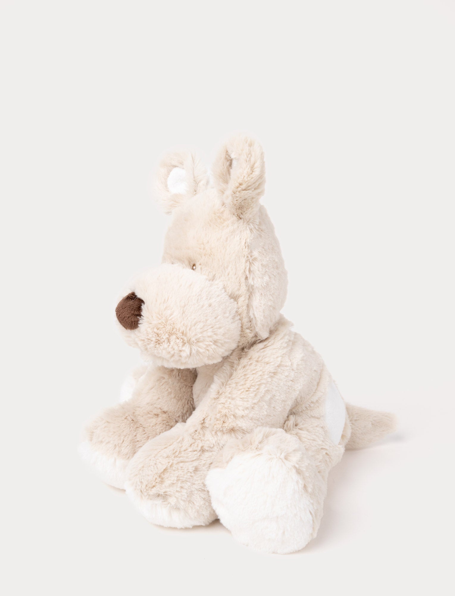  Image of Teddy Cream, Hund, Stor