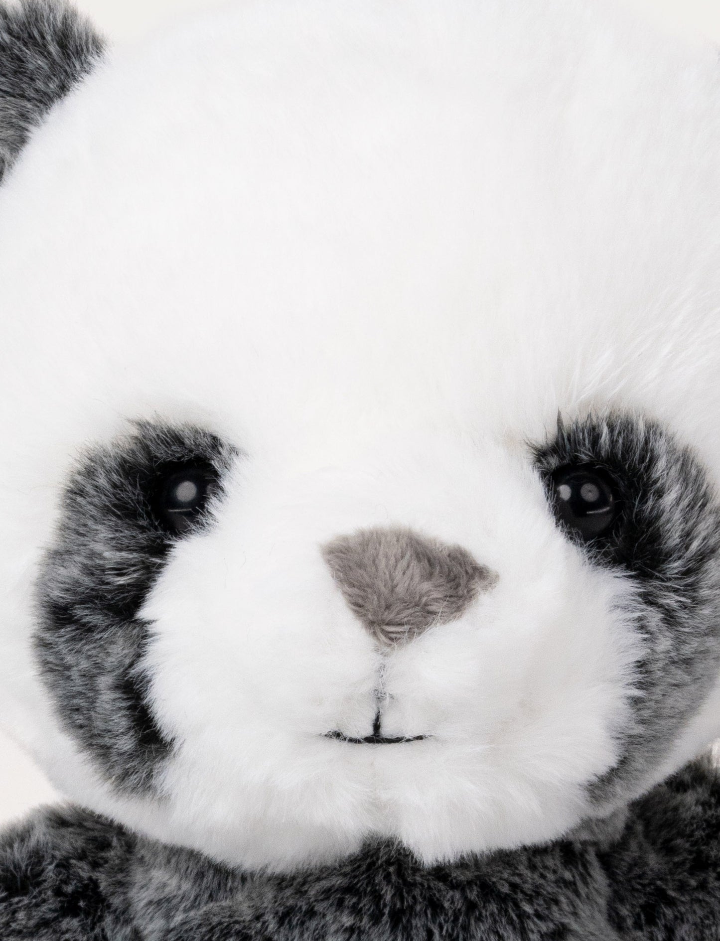 Teddy Wild, Panda