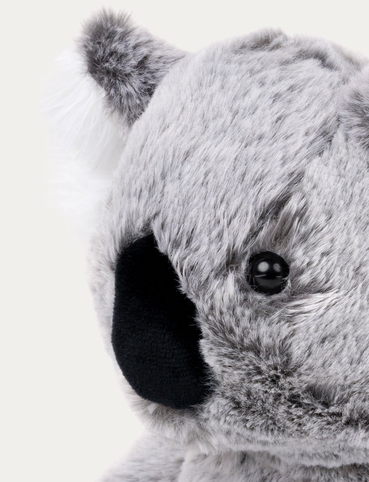 Teddy Wild, Koala