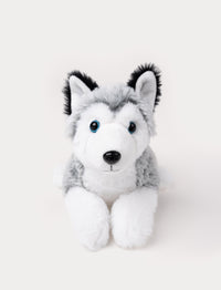 A husky with soft two-toned fur in grey & white, and bright blue eyes