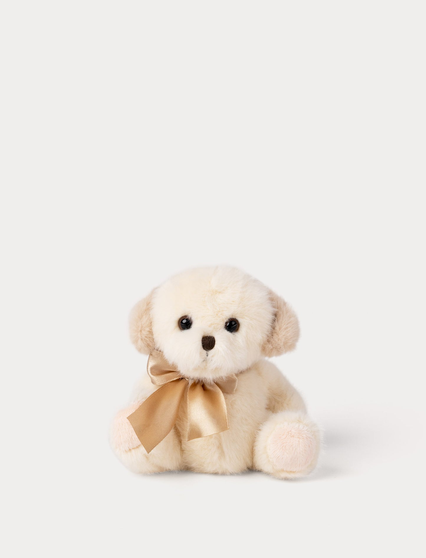 Small cream-colored dog with a gold satin bow on a white background