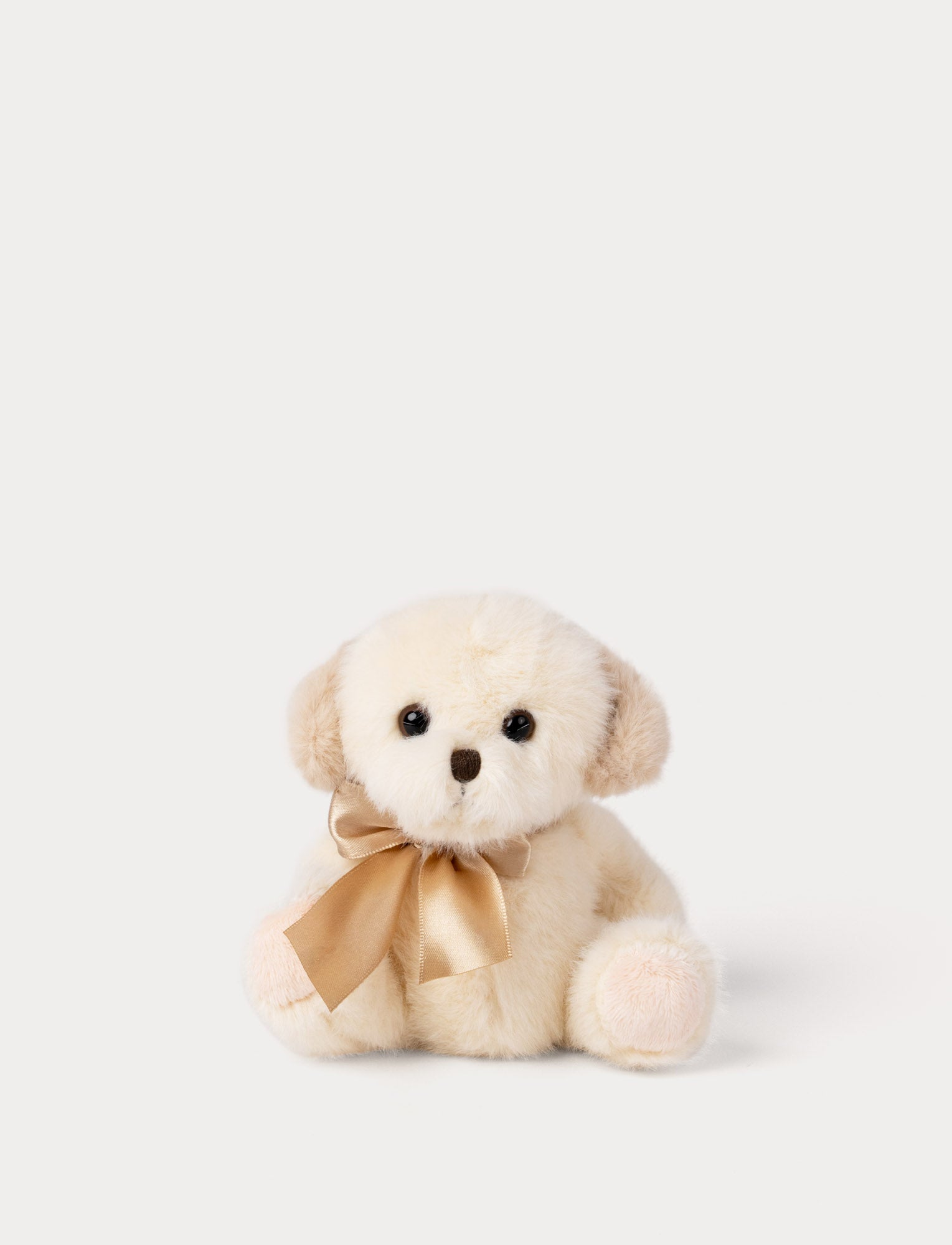  Image of Small cream-colored dog with a gold satin bow on a white background