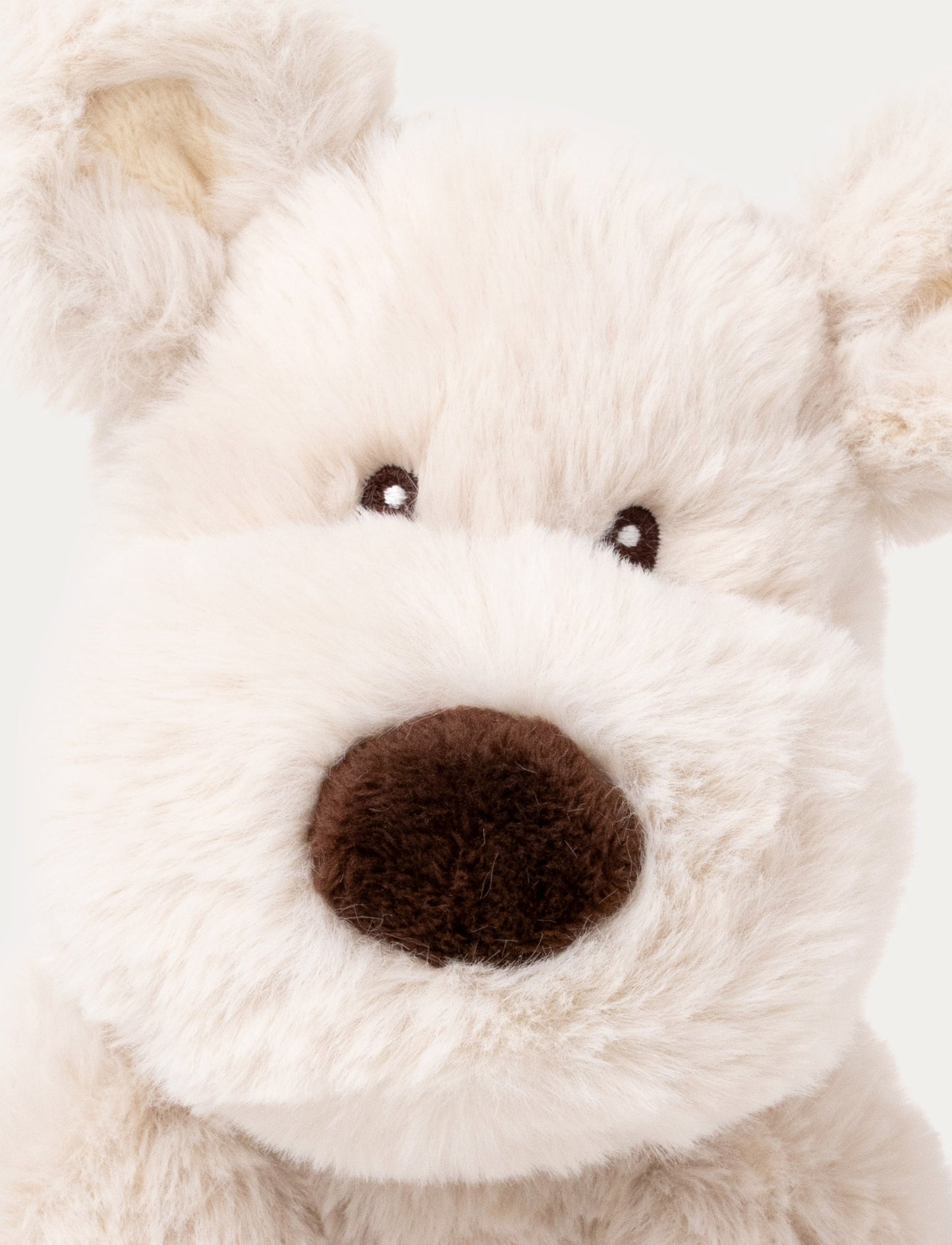 Teddy Mocca, Dog, Small