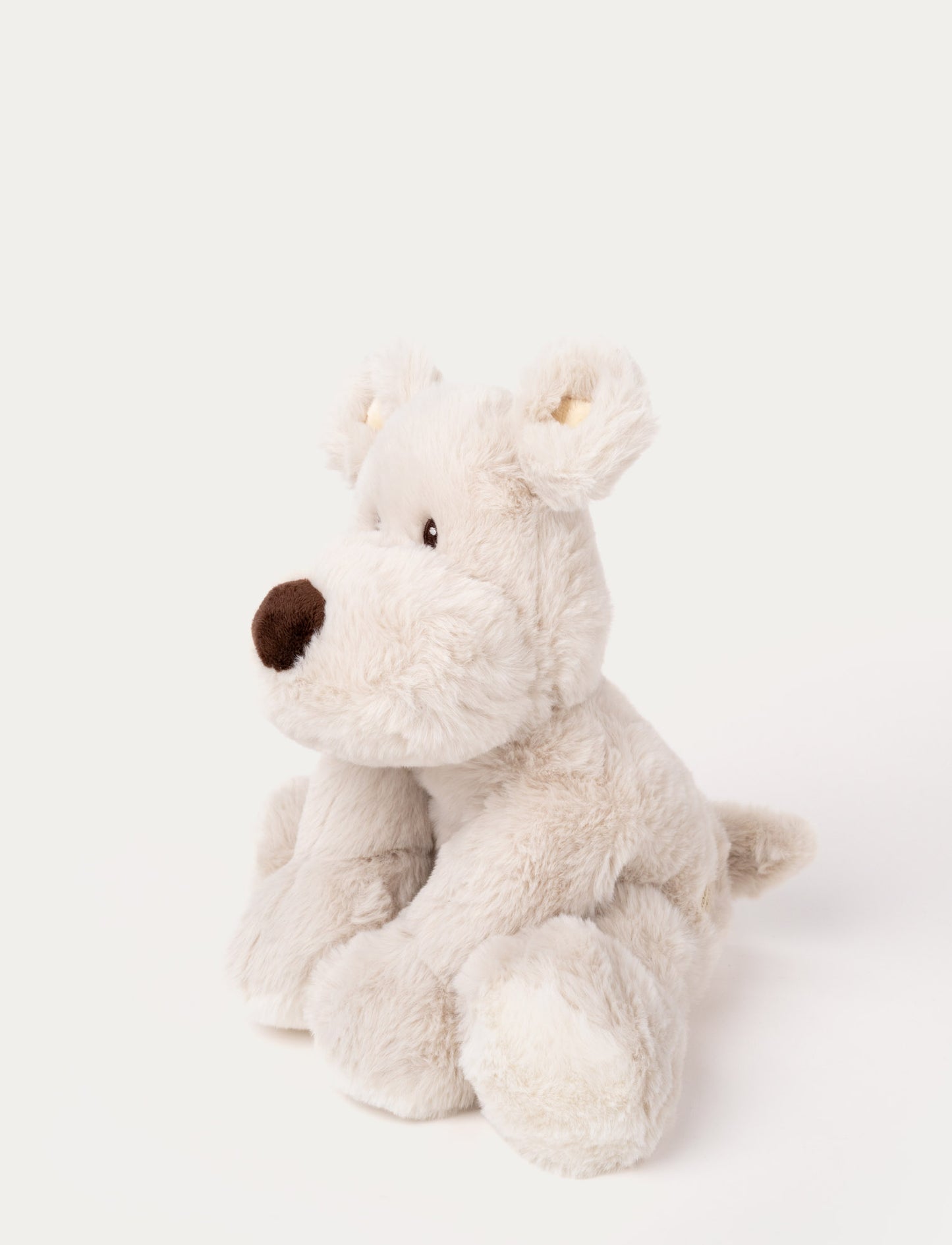 Teddy Mocca, Dog, Big