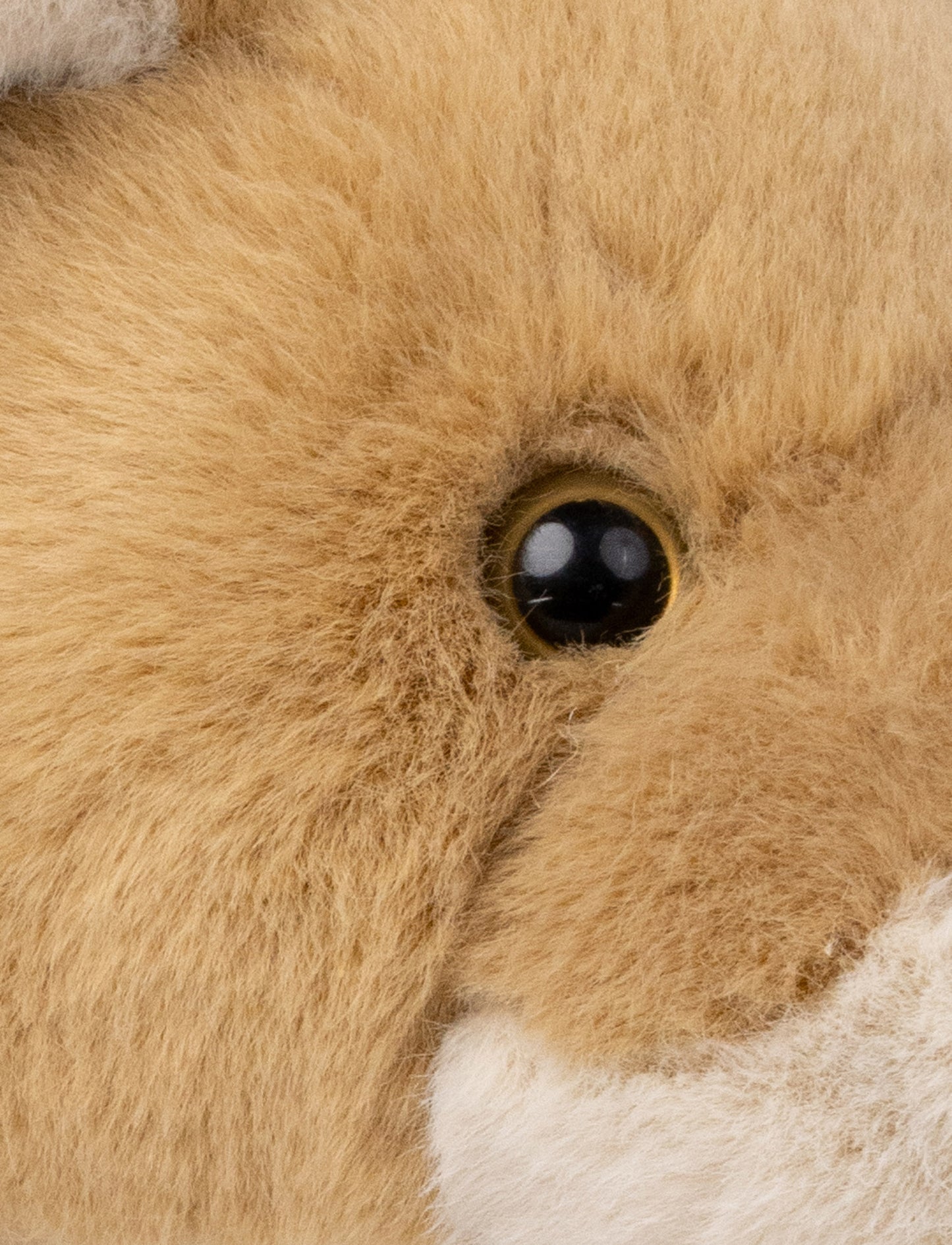 Lifelike Lioness