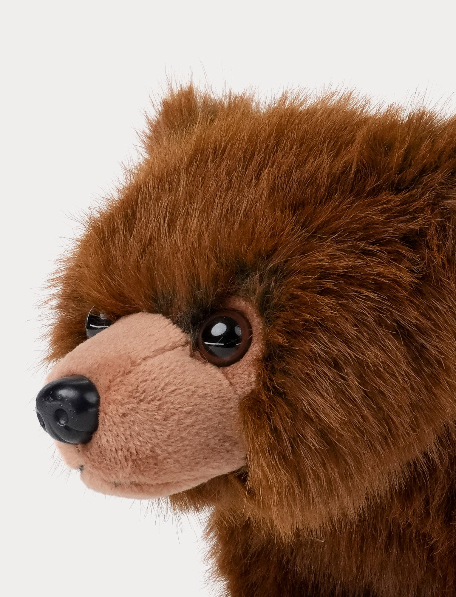  Image of Teddy Forest, Karhu