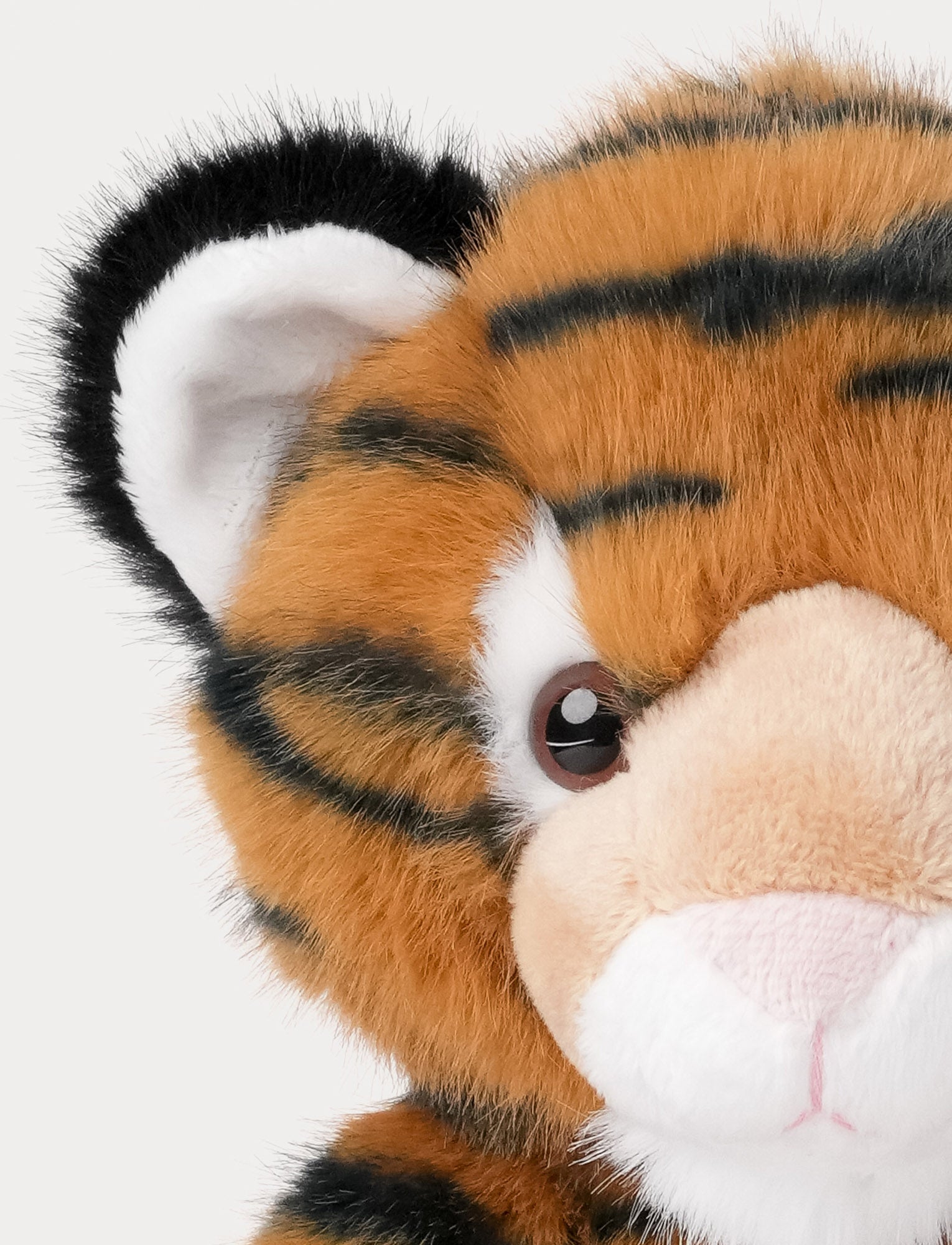  Image of Teddy Wild, Tiger
