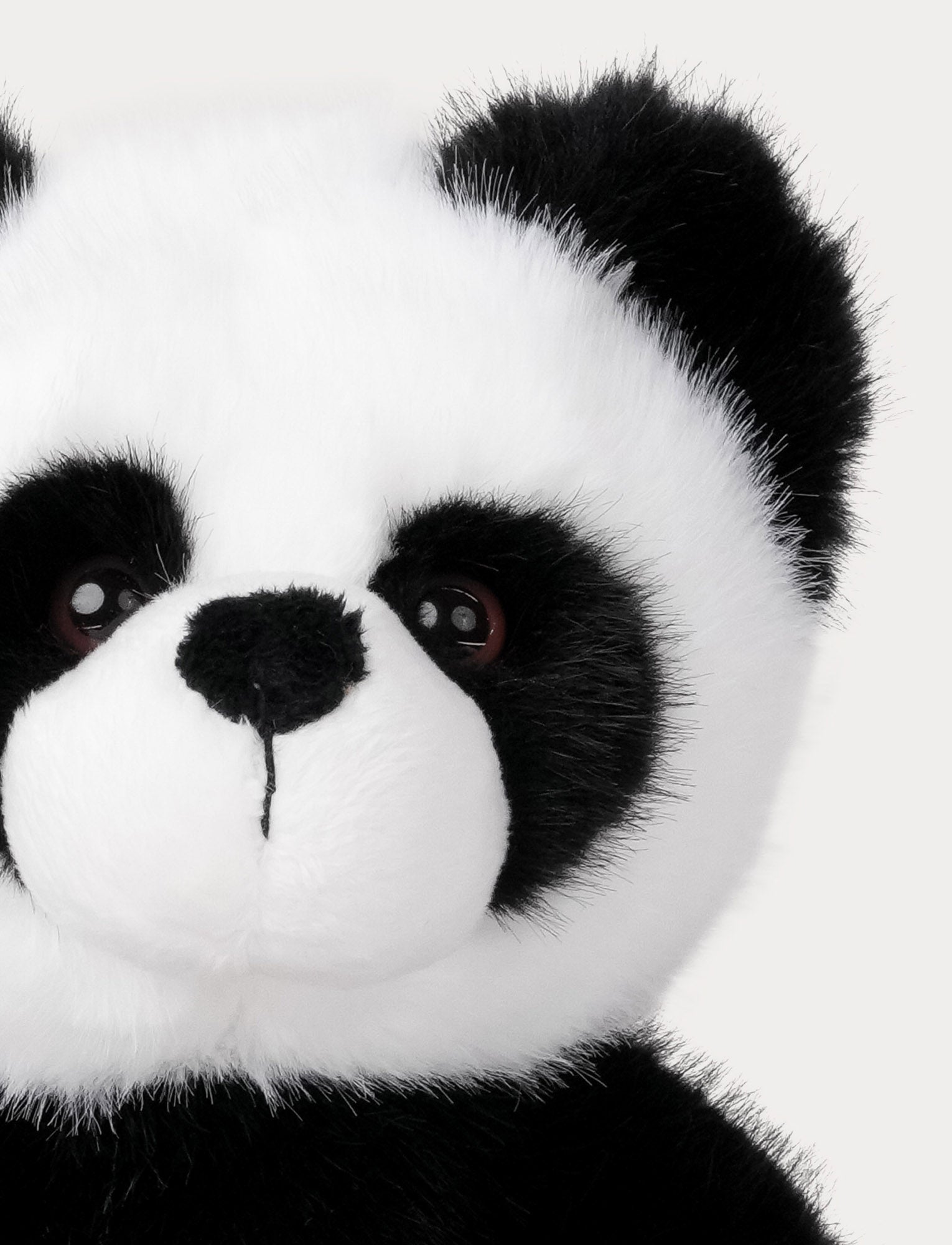  Image of Teddy Wild, Panda